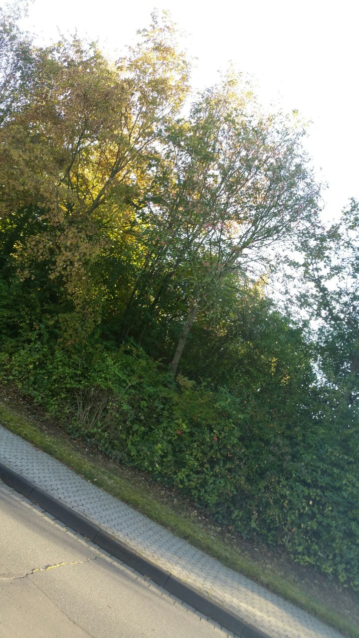 Natur