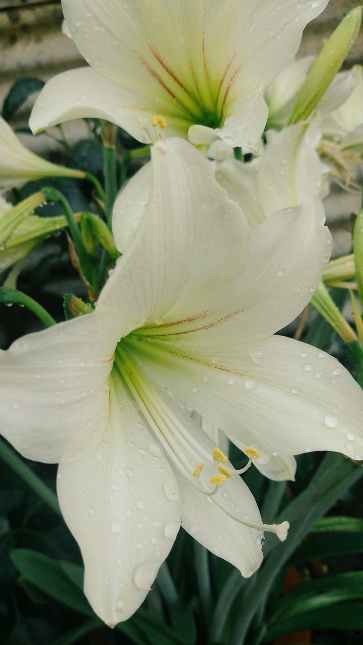 White Flowers