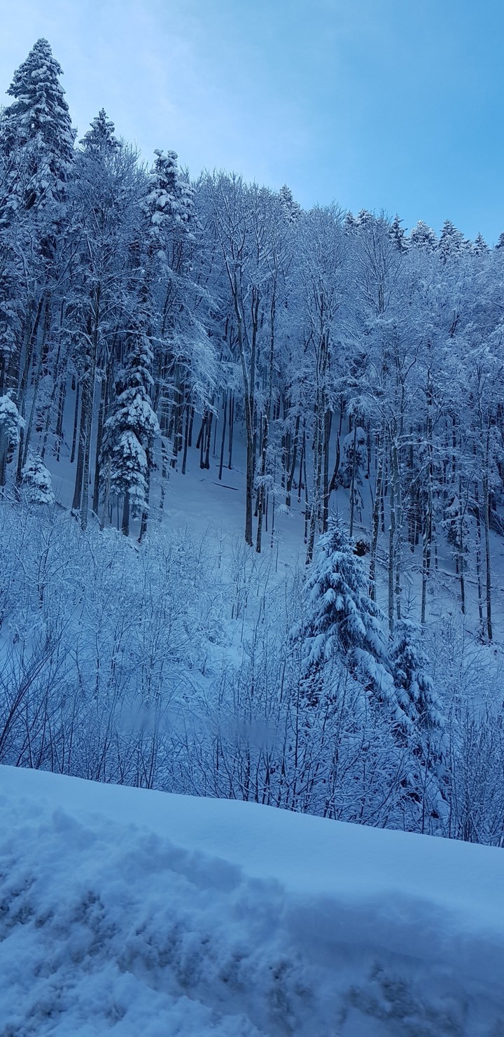 Trees with fresh snow