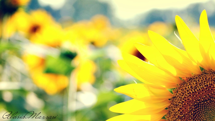 Summer in bloom