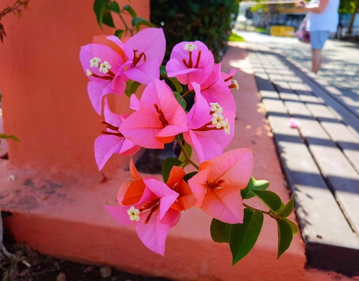 Pink Flower