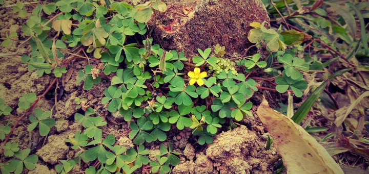 Clover Flower and Leaves