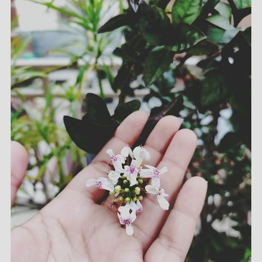Flower
