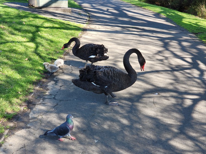 Western Springs Lakeside Park Auckland New Zealand 18/09/21