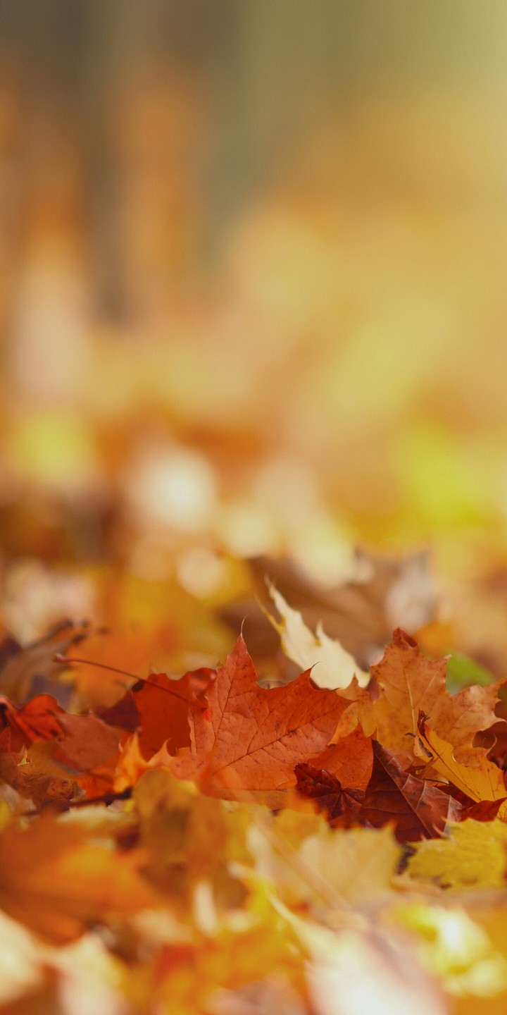 otoño