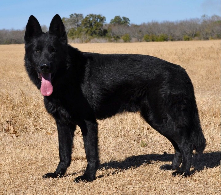 il piu bel cane del mondo