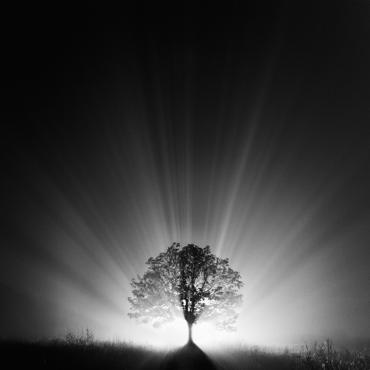 Tree in Light