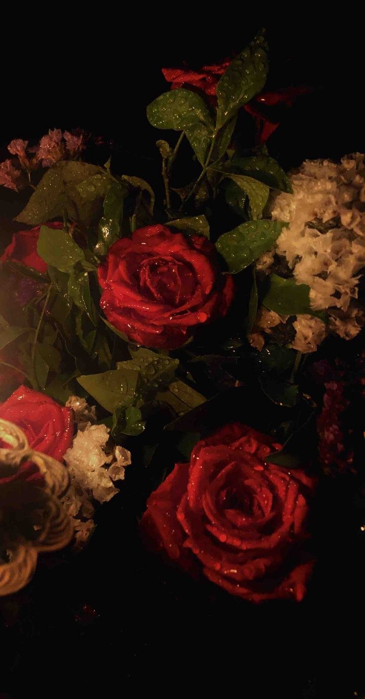 red rose