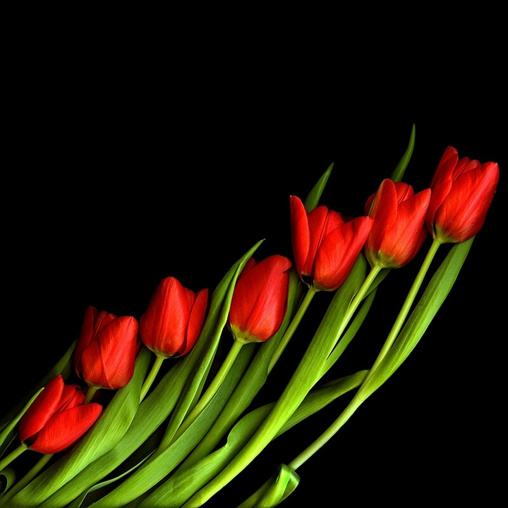 Tulips