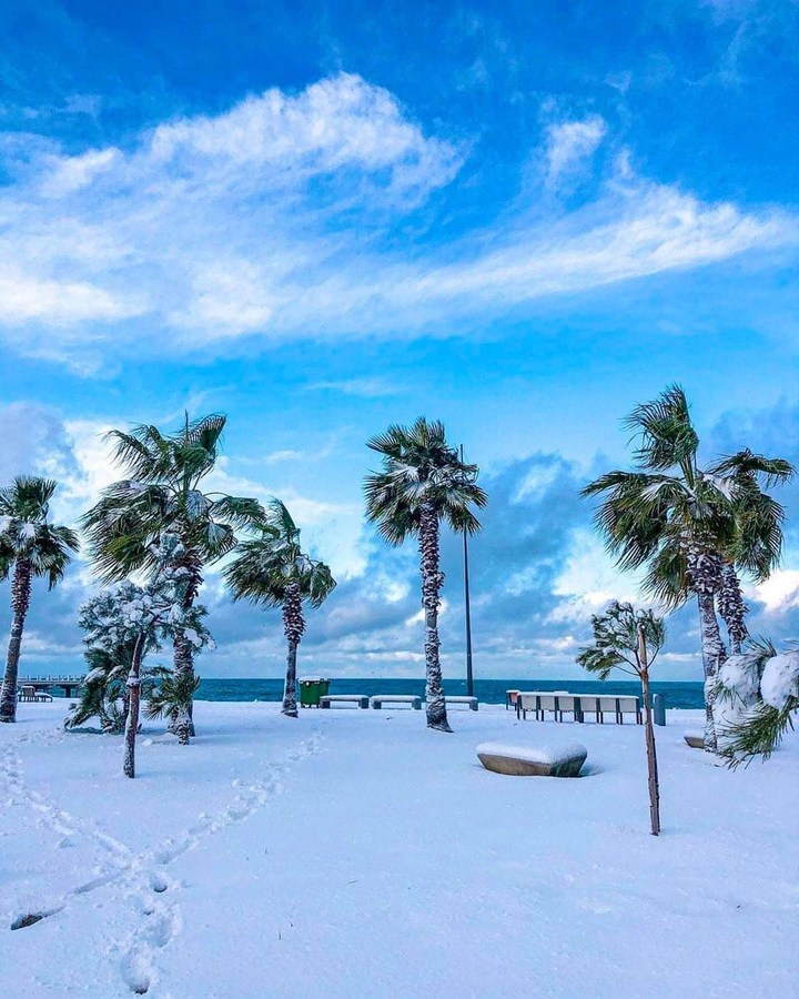 Winter and Palms
