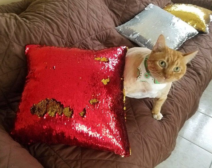 Christmas pillows