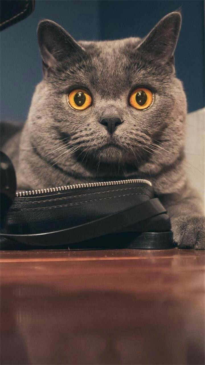 Russian Blue