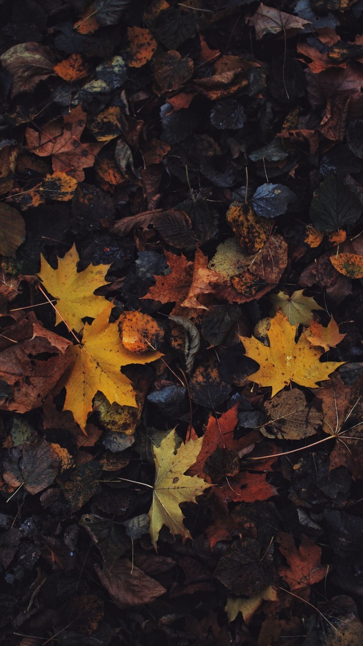 LEAVES IN WATER