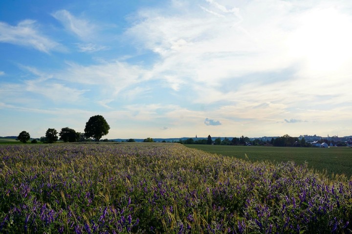 Field