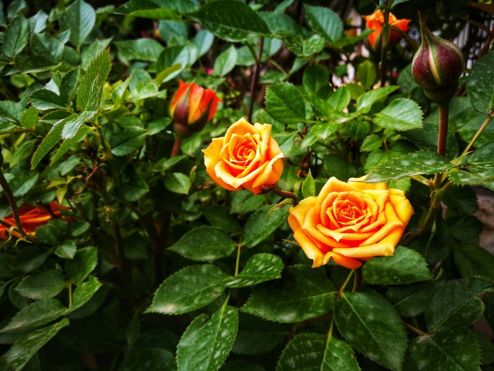 Esfahan