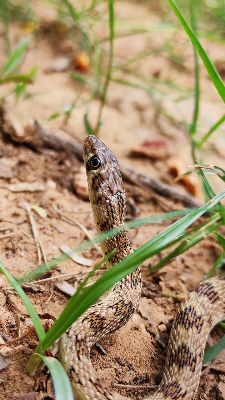 snake