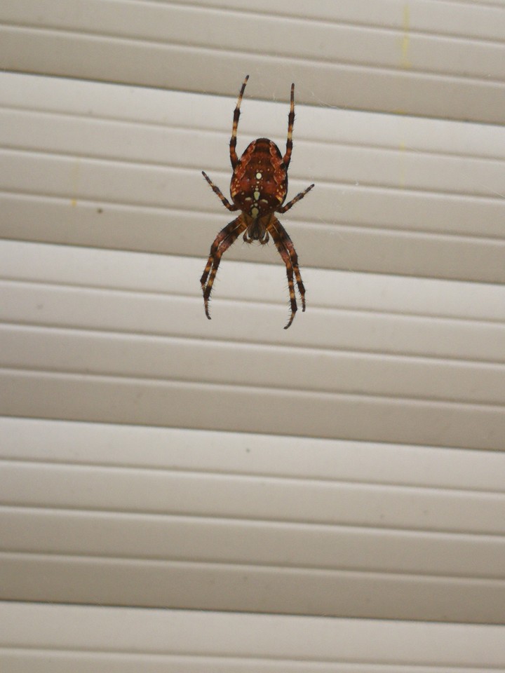 spider