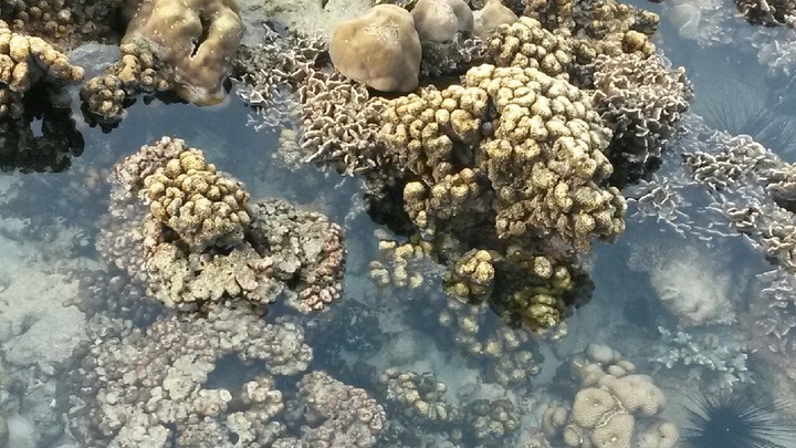 coral