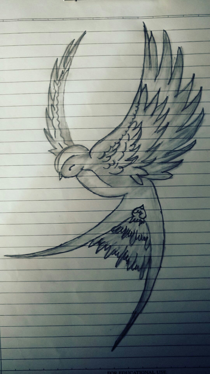 Fly