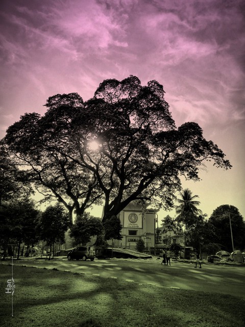 beauty of trees