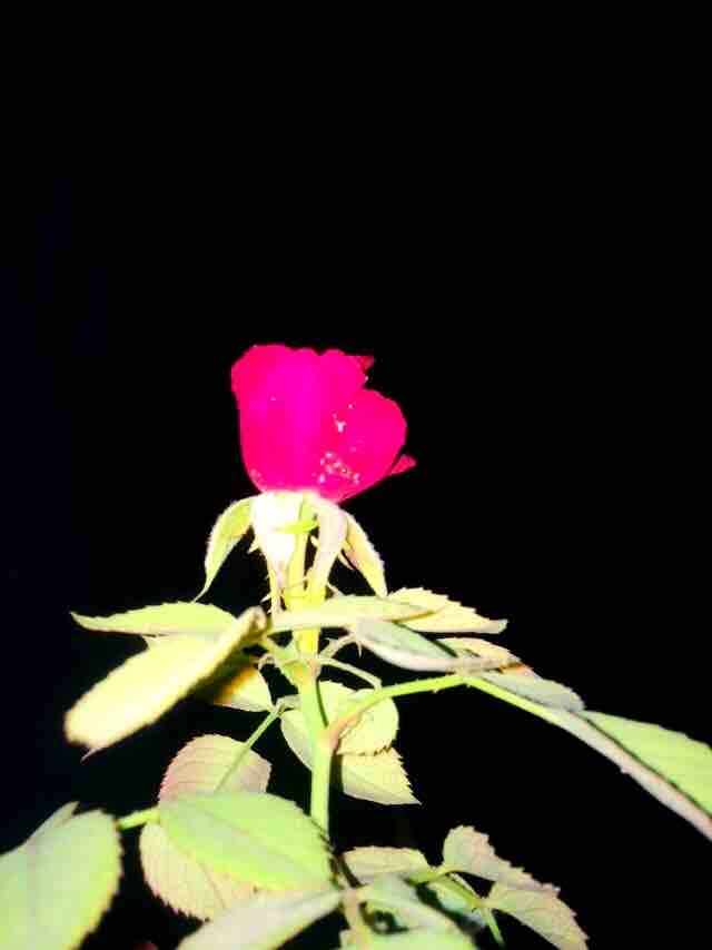 iPhone clicks