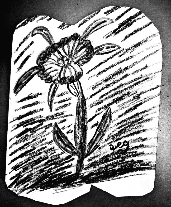 agrostemma