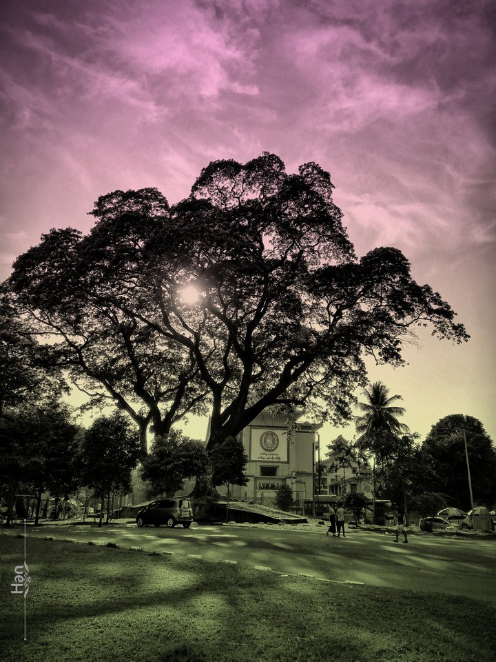 beauty of trees