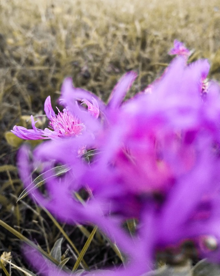 purple flowers.
