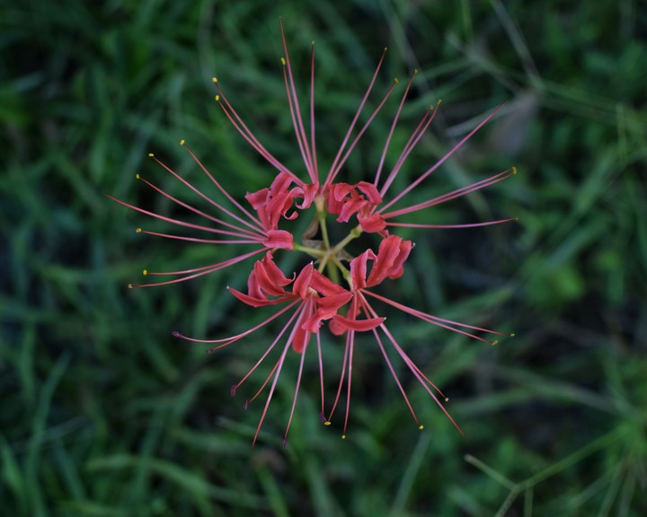 red flower