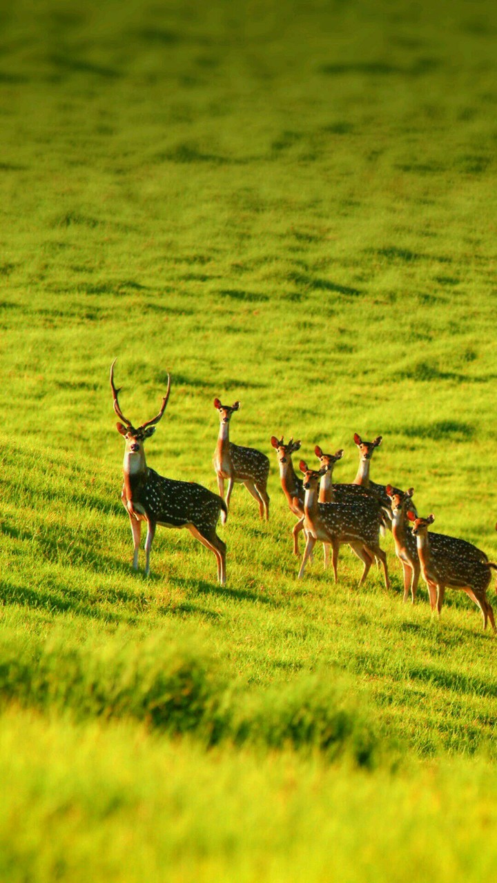 nature
