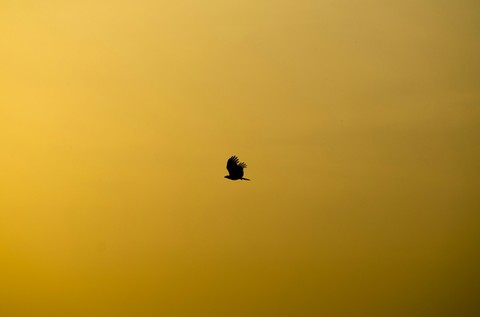 Bird