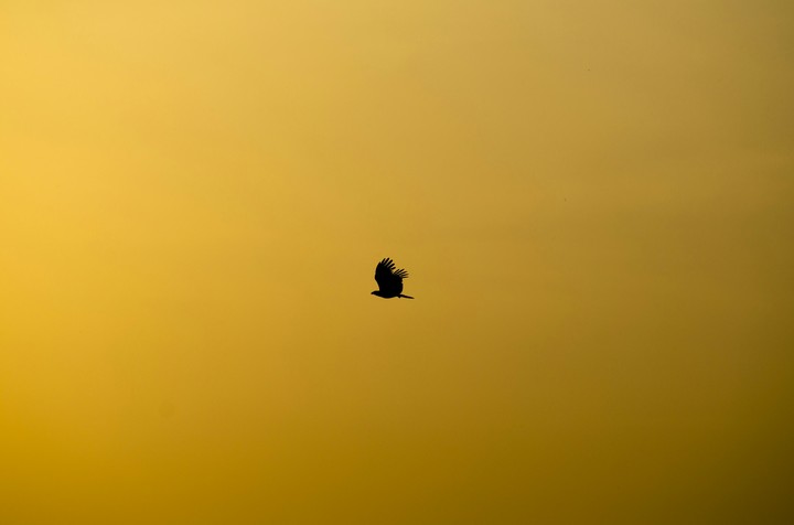 Bird