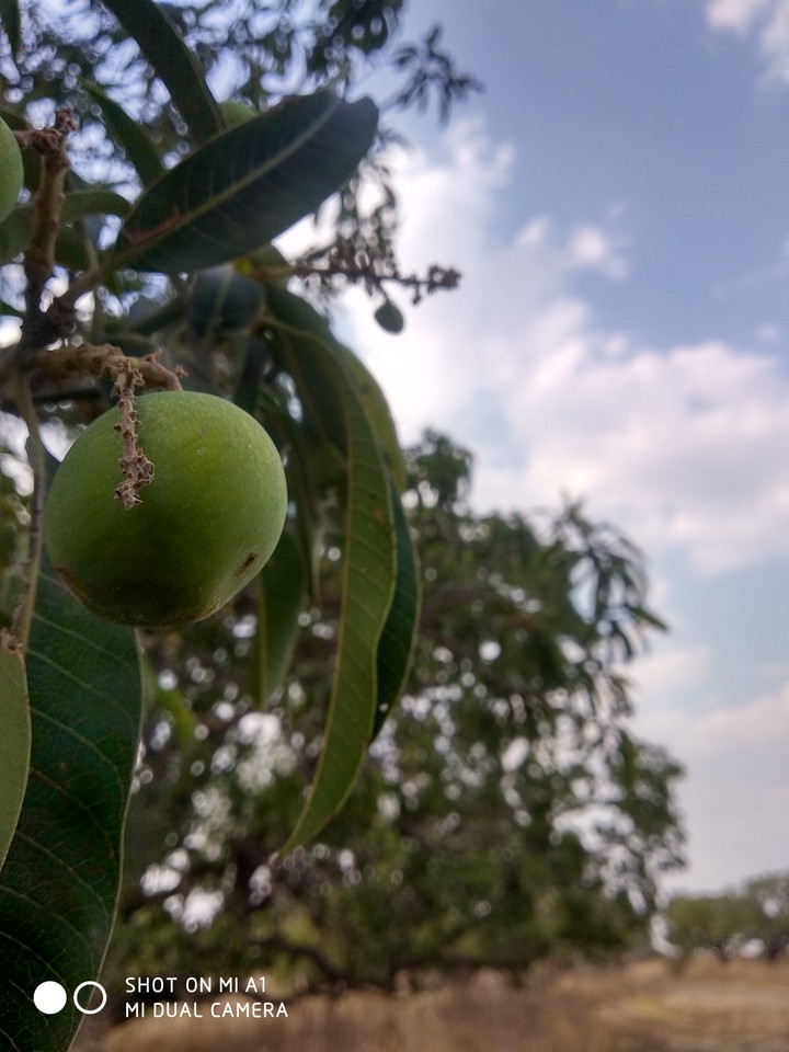 Indian mango