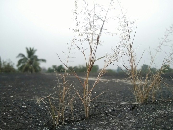 grass