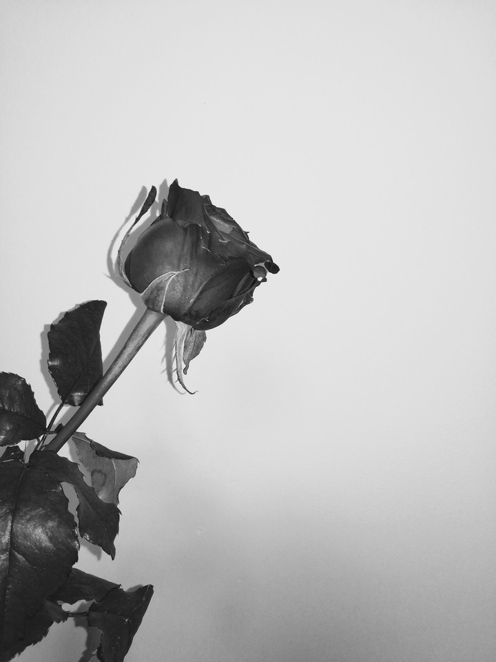rose