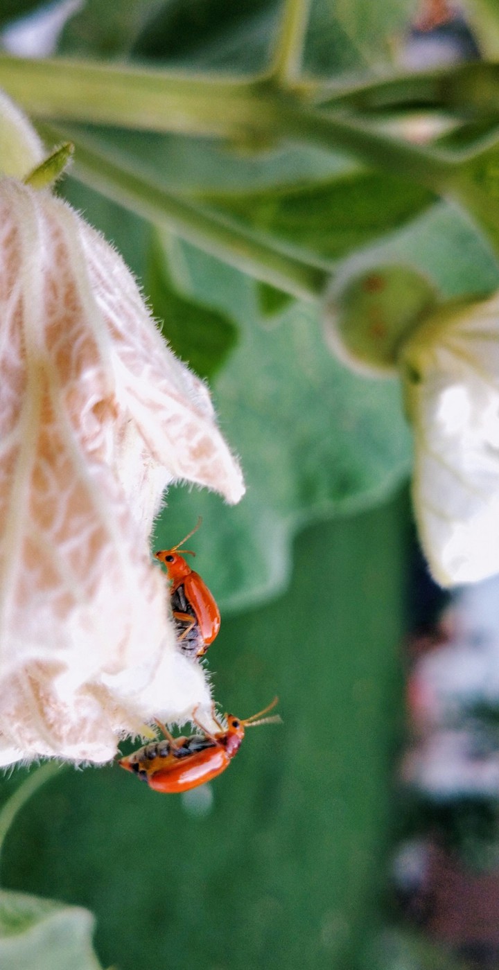 little beetle..