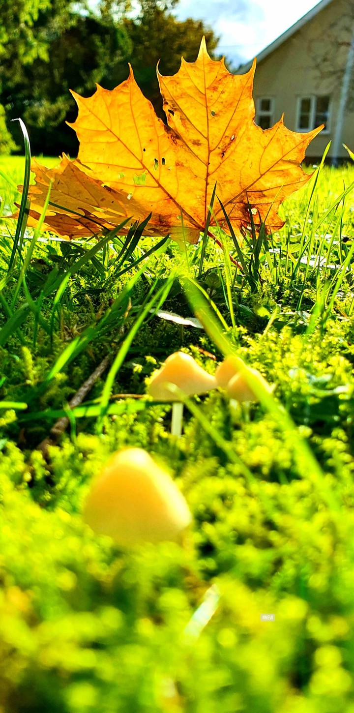 leaf