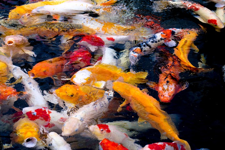 korea carp