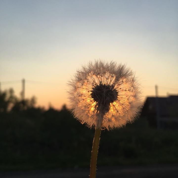 nature