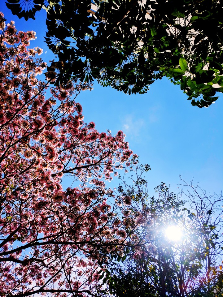 Spring it is