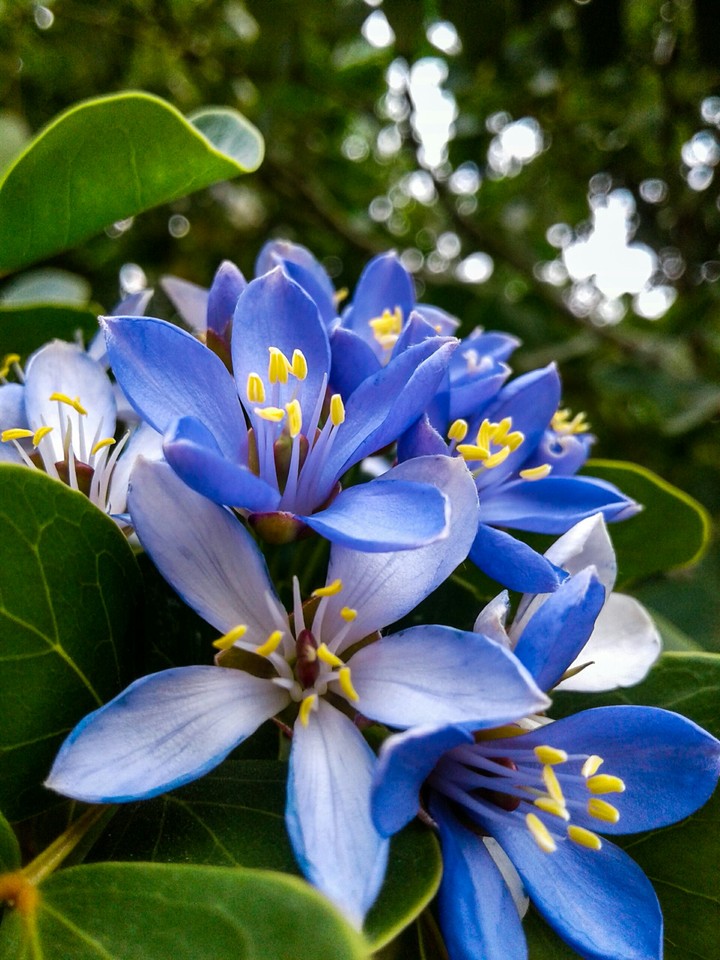 flores blue
