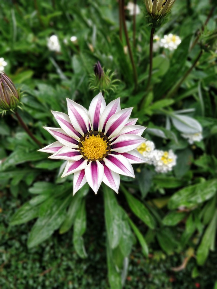 #flower