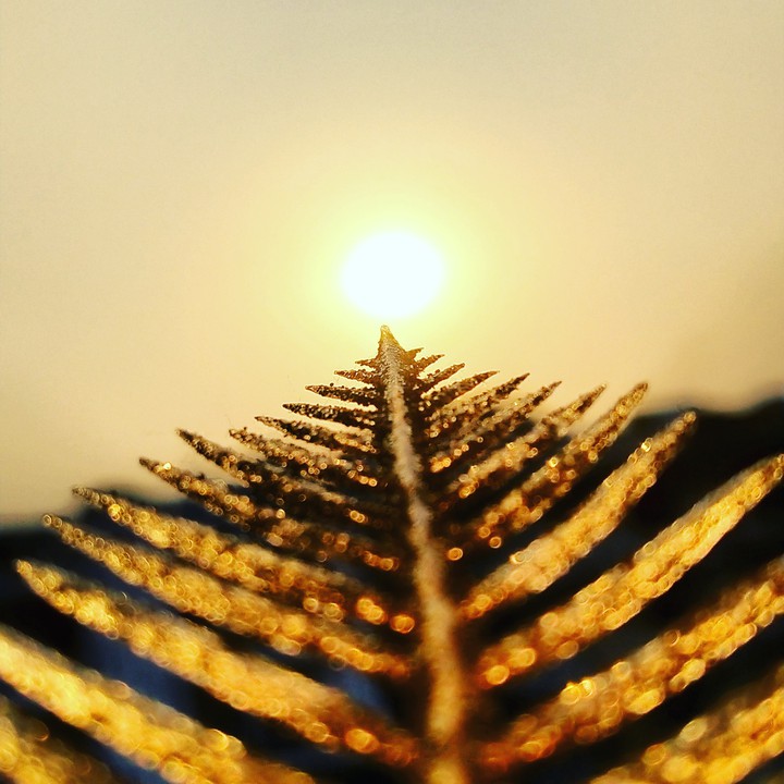 spykes way to sun