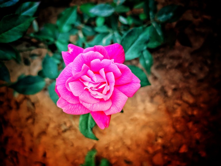 rose
