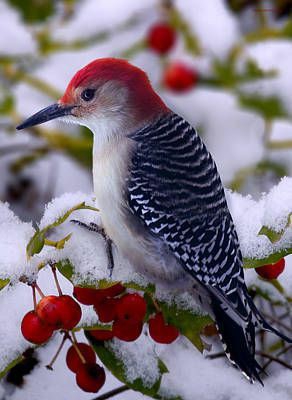 birds