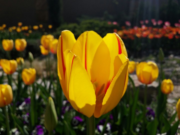 flower
