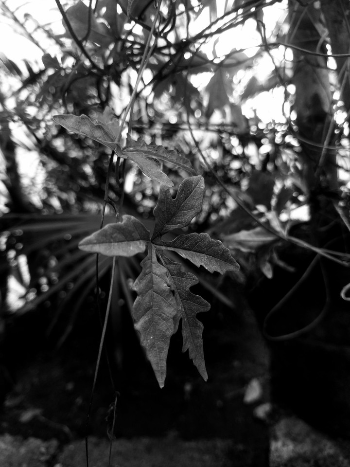 Autumn leafs