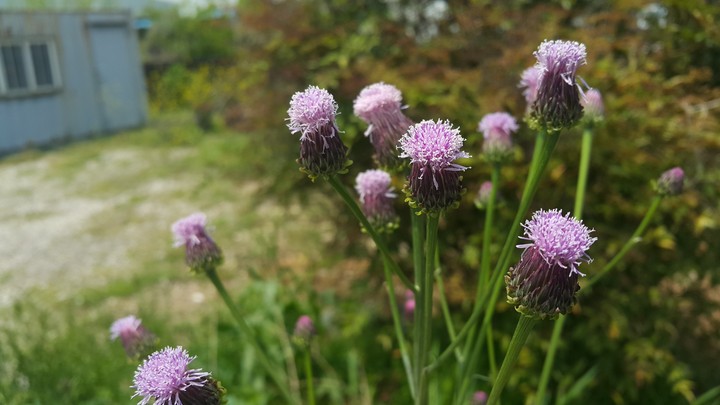 Flower-3
