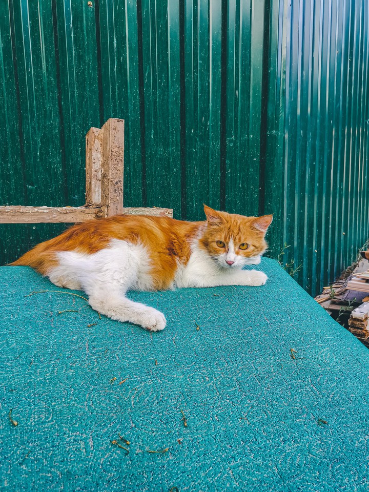 Kitty