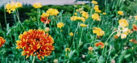 flowers
